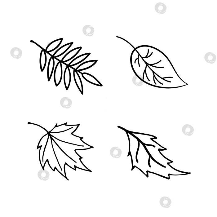 Скачать Векторный набор осенних листьев в черно-белом стиле каракули. Листья осины, березы, клена, рябины. фотосток Ozero