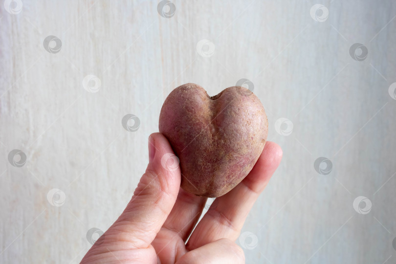 Скачать Уродливая картофелина в форме сердца в руках на сером бетонном фоне. Забавная, ненормальная концепция растительных или пищевых отходов фотосток Ozero