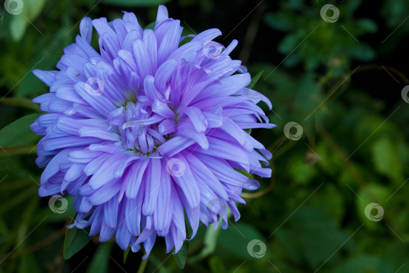 Скачать Крупный план цветка пурпурной астры типа хризантемы. Пышные лепестки пурпурной головки цветка. Очень пери фотосток Ozero