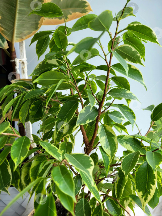 Скачать Разноцветная листва фикуса Бенджамина крупным планом. Выращивание комнатных растений, зеленый декор дома, уход и выращивание фотосток Ozero
