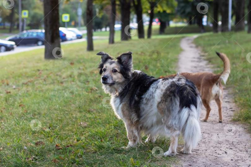 Скачать Две собаки в осеннем парке крупным планом фотосток Ozero