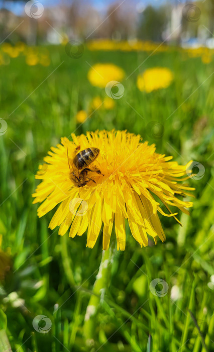 Скачать пчела на одуванчике в саду фотосток Ozero