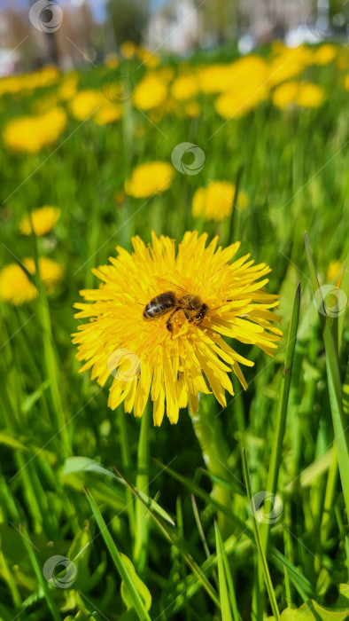 Скачать пчела на одуванчике в саду. фотосток Ozero