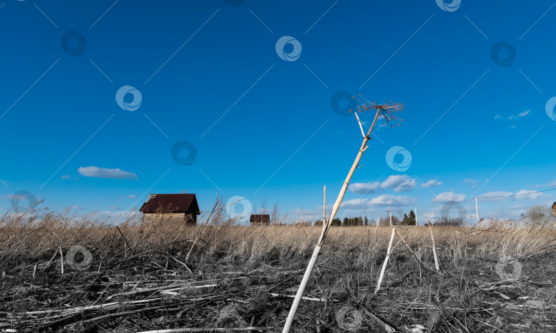 Скачать Нежилой дом на фоне засохшего борщевика на заброшенном поле. фотосток Ozero