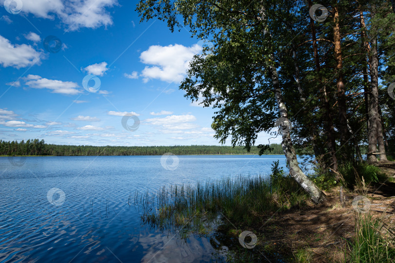 Скачать Вид на чистое лесное озеро. Озеро Мошно.  Псковская область. фотосток Ozero