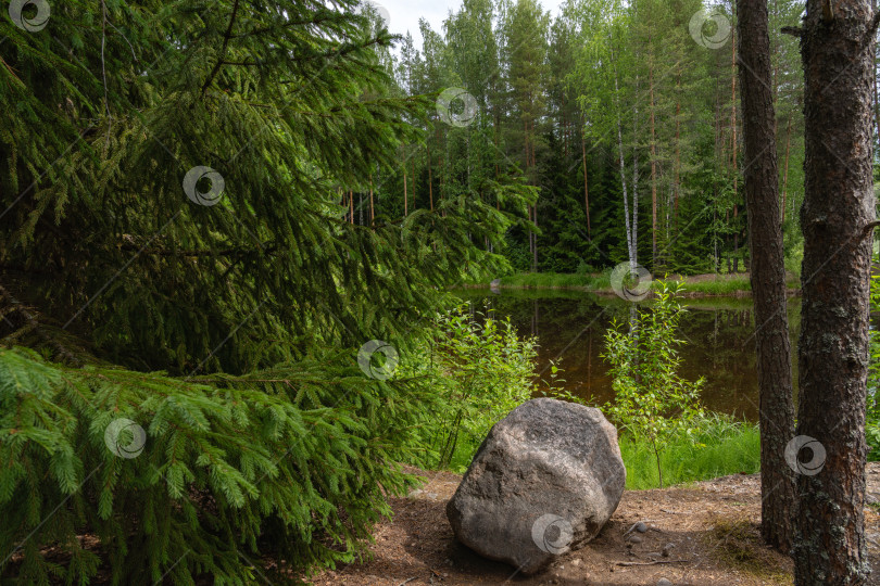 Скачать Лесное озеро, природа Русского Севера фотосток Ozero