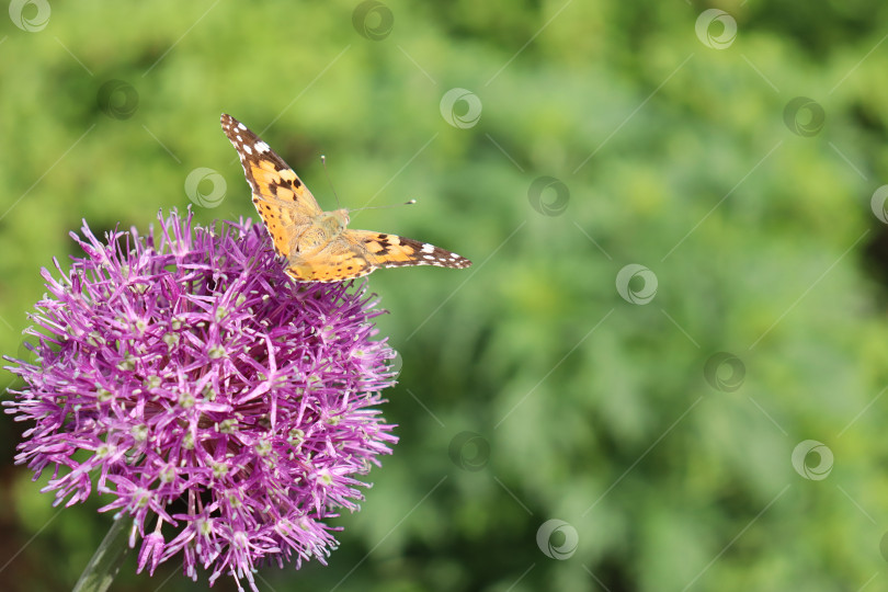 Скачать Бабочка садится на цветок сирени фотосток Ozero