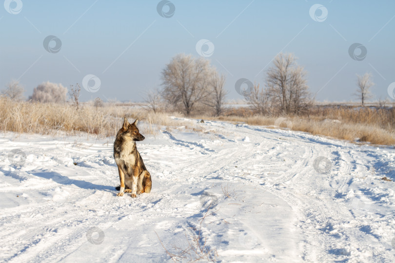 Скачать Собака сидит на дороге зимой. фотосток Ozero