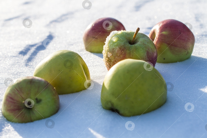 Скачать Яблоки на снегу. фотосток Ozero