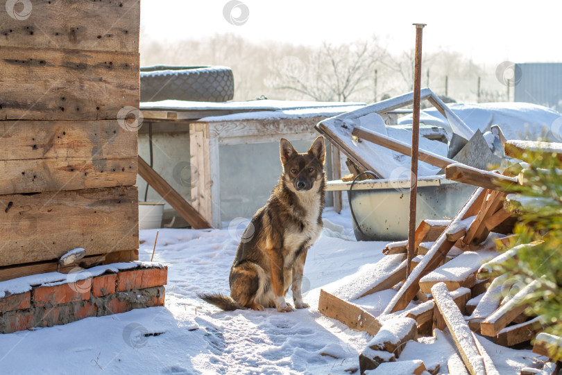 Скачать Собака сидит возле дома зимой. фотосток Ozero