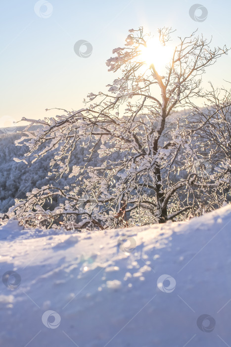 Скачать Обледенелое дерево в солнечных лучах зимой. фотосток Ozero