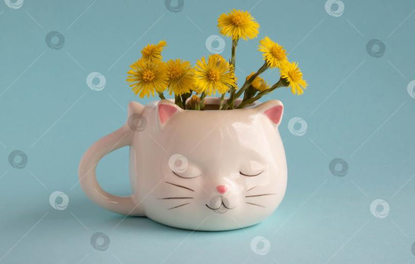 Скачать Белая кофейная кружка в форме кошки с розовыми ушками, цветы мать-и-мачехи крупным планом на голубом фоне фотосток Ozero