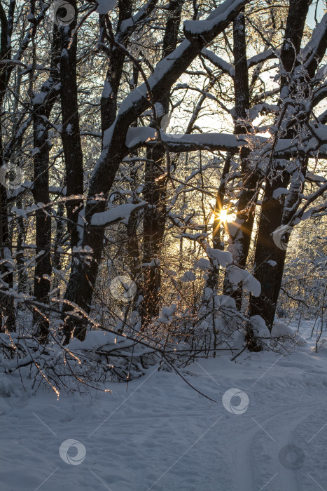 Скачать Вечерний закат в зимнем лесу. фотосток Ozero