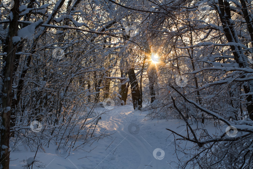 Скачать Вечерний закат в зимнем лесу. фотосток Ozero