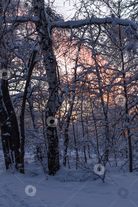 Скачать Вечерний закат в зимнем лесу. фотосток Ozero