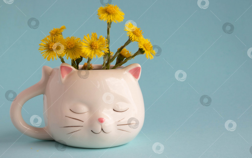 Скачать Белая кофейная кружка в форме кошки с розовыми ушками, цветы мать-и-мачехи крупным планом на голубом фоне. Место для вашего текста фотосток Ozero