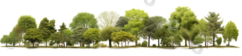 Скачать Множество различных видов деревьев на прозрачном фоне, садовые пейзажи, панорама фотосток Ozero