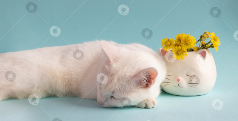 Скачать Дремлющая белая кошка с цветами мать-и-мачехи в белой чашечке в форме кошки на голубом фоне. Доброе уютное утро. фотосток Ozero