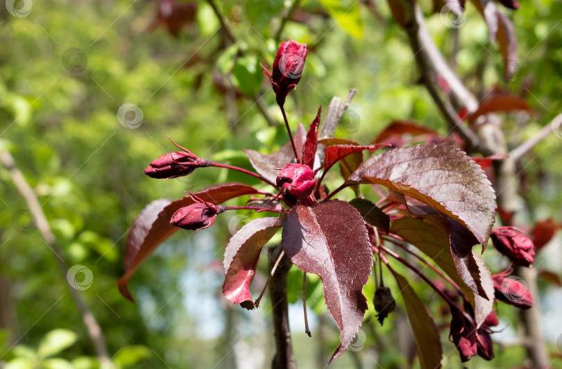 Скачать Красные почки цветущей яблони сорта Malus Royalty pendula.Апрель, май, цветение яблони. фотосток Ozero