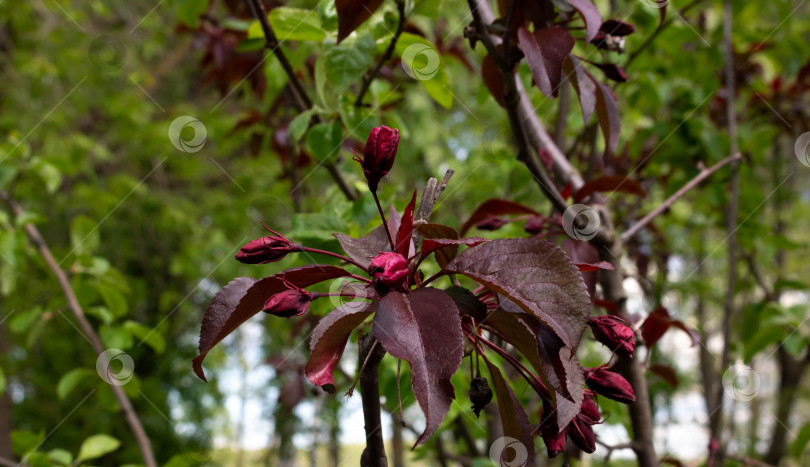 Скачать Красные почки цветущей яблони сорта Malus Royalty pendula.Апрель, май, цветение яблони. фотосток Ozero