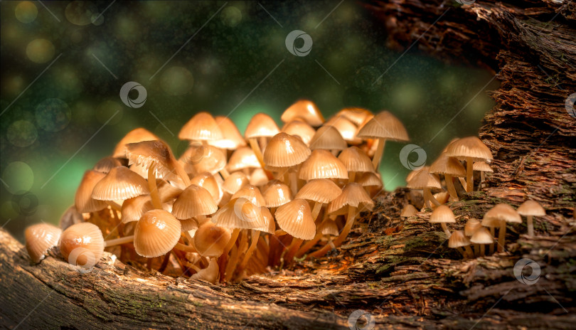 Скачать Семейка грибов фотосток Ozero