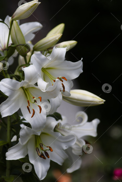 Скачать Белые лилии в цвету на черном фоне фотосток Ozero