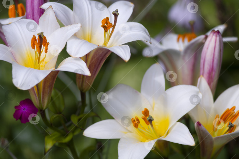 Скачать Белые лилии с желтыми сердцевинами фотосток Ozero