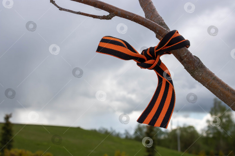 Скачать Георгиевские ленты на ветвях деревьев, 9 мая, российский праздник день Победы фотосток Ozero