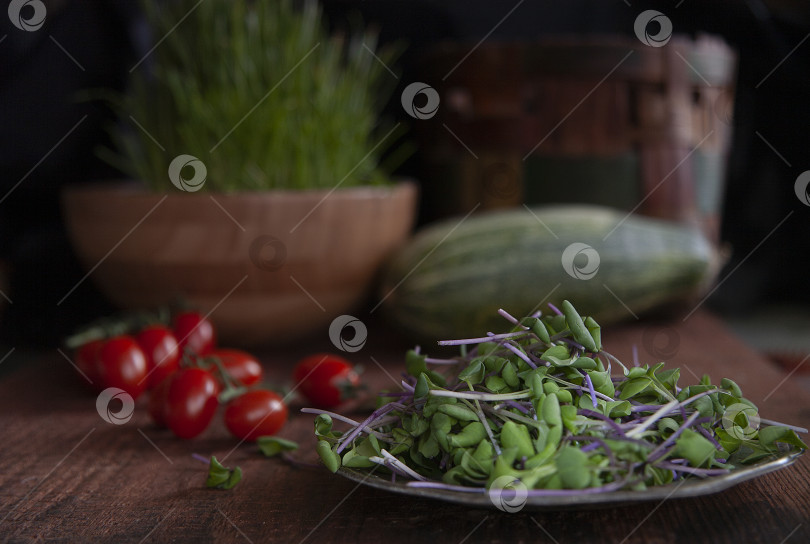 Скачать Микро-зелень редиса на металлической тарелке для полезного салата фотосток Ozero