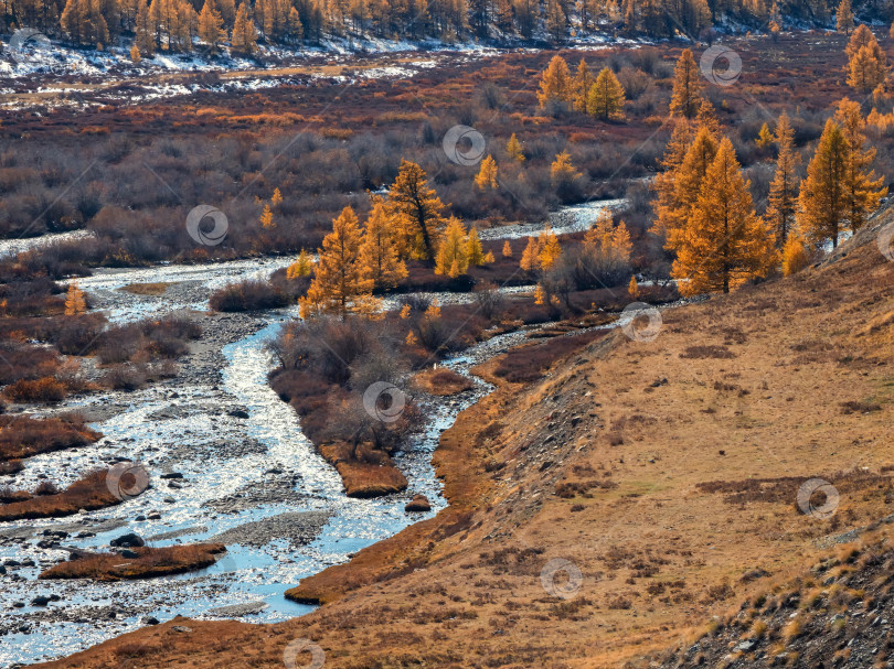Скачать Красочная река осенью. Золотые листья на лиственницах вдоль фотосток Ozero