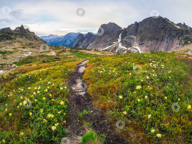 Скачать Полевые цветы на альпийском лугу. Прекрасный пейзаж вокруг Западной Калифорнии фотосток Ozero