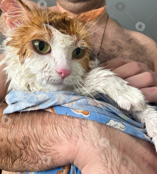 Скачать Мокрая кошка после купания, завернутая в полотенце фотосток Ozero