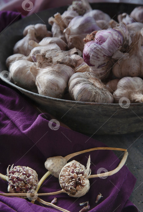 Скачать Сухие луковицы чеснока в металлической миске, головки цветов с семенами на фоне фиолетовой ткани фотосток Ozero