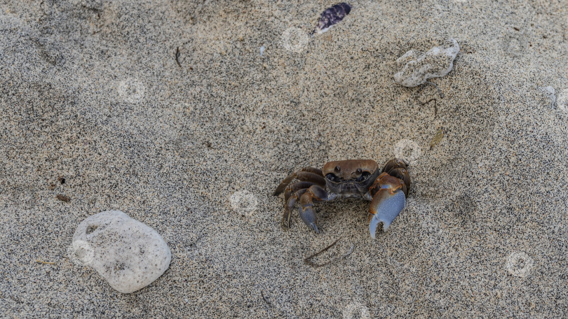 Скачать Краб притаился на песчаном пляже. фотосток Ozero