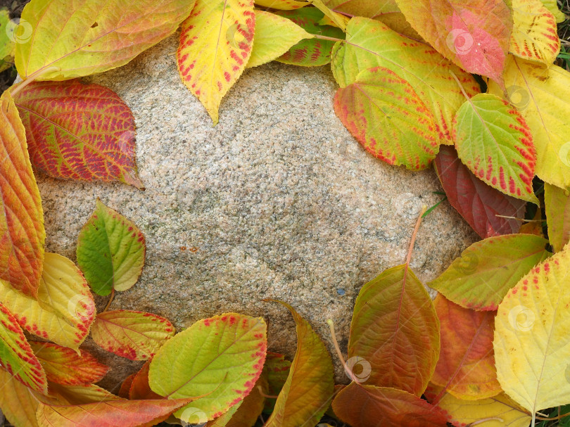 Скачать Осенняя рамка из желтых листьев на камне. фотосток Ozero