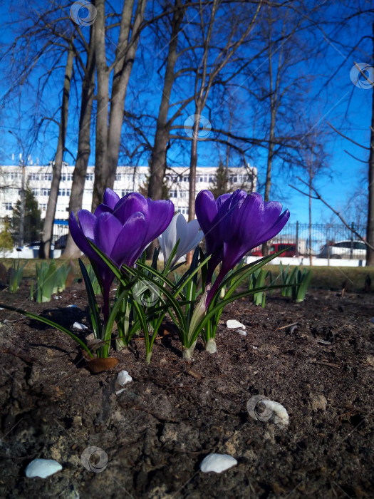 Скачать Сиреневые крокусы, цветущие в парке на фоне домов фотосток Ozero