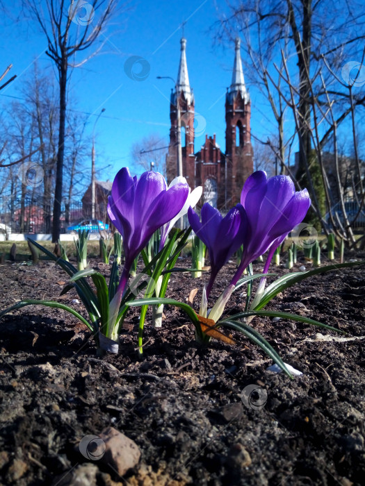 Скачать Крокусы, цветущие в парке на фоне церкви Святого Сердца Иисуса. Рыбинск,Россия фотосток Ozero