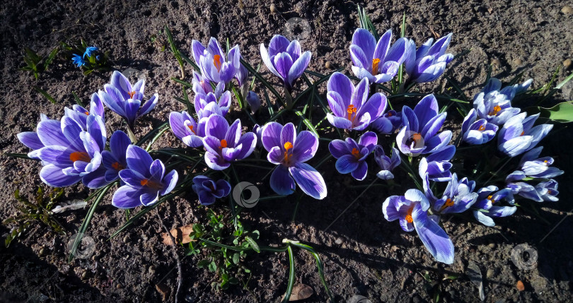 Скачать Сиреневые весенние крокусы в парке на клумбе. Первые весенние цветы фотосток Ozero