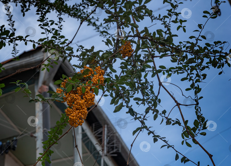 Скачать Желтые ягоды на ветке. Облепиха на улице Тбилиси зимой на фоне неба. Грузия. фотосток Ozero