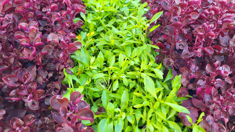 Скачать Ростки зеленые и красные, ростки в саду на клумбе фотосток Ozero