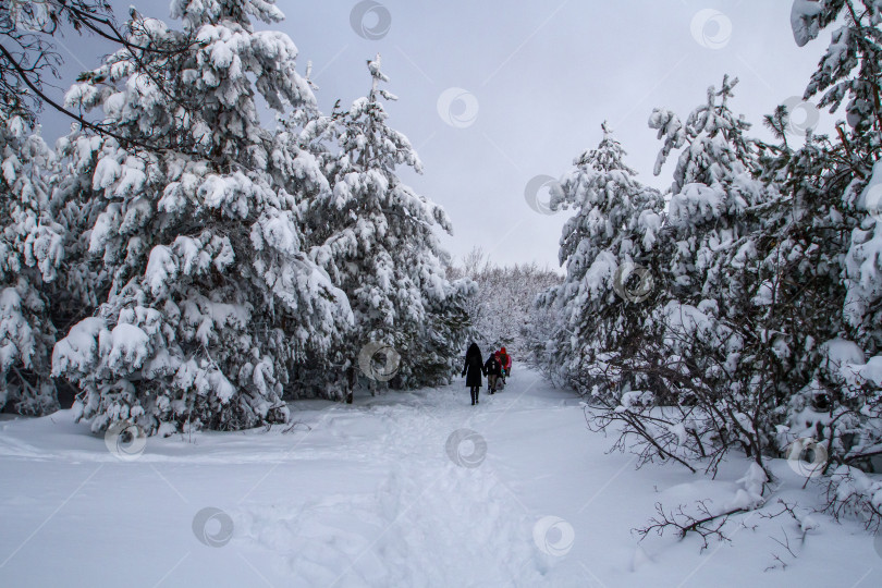 Скачать Прогулка в зимнем лесу. фотосток Ozero