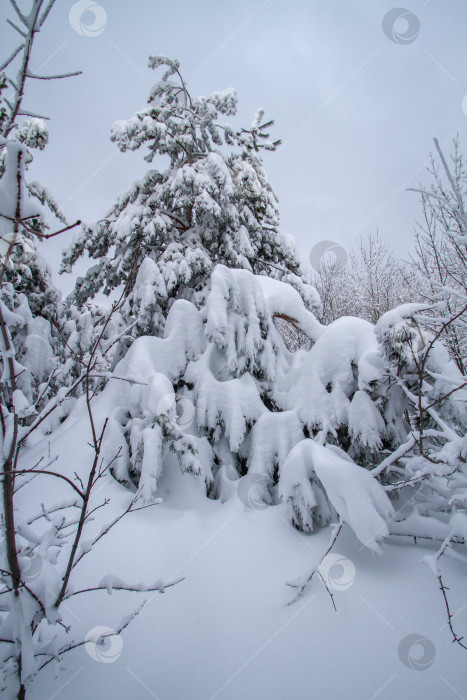 Скачать Зимний лес в сугробах снега. фотосток Ozero