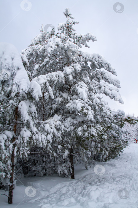 Скачать Зимний лес в снегу. фотосток Ozero