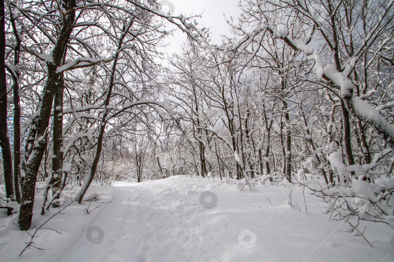 Скачать Зимний лес в снегу. фотосток Ozero