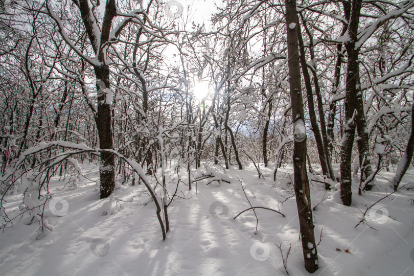 Скачать Зимний лес в снегу. фотосток Ozero