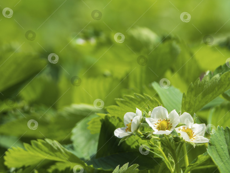 Скачать Цветы клубники. Белые цветы клубники в зеленой листве в саду. Выращивание клубники. Цветущая клубника в начале лета крупным планом фотосток Ozero