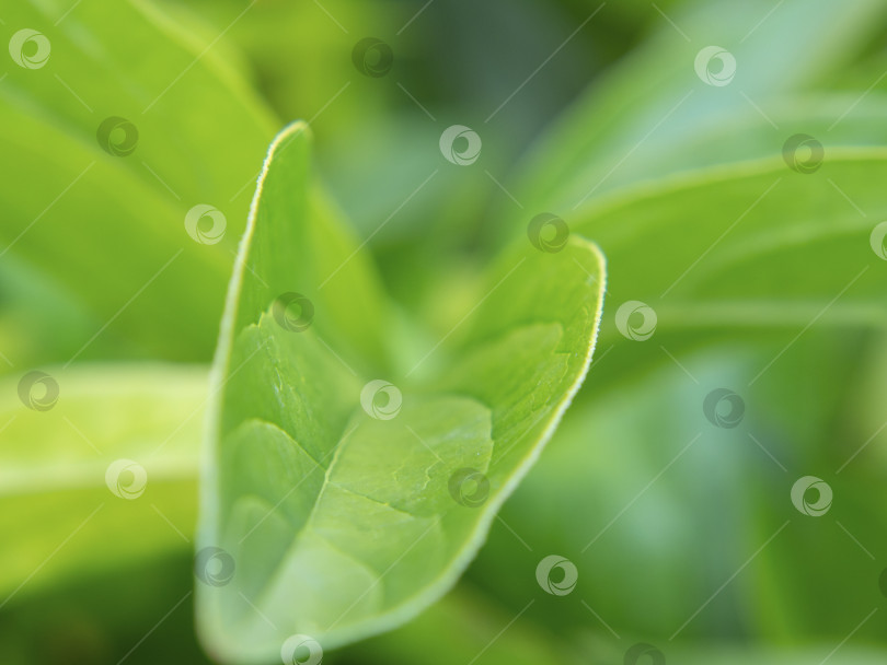 Скачать Фоновое изображение - размытые зеленые листья. Зеленый лист на размытом фоне зелени в саду и солнечный свет на фоне зеленых растений, экология, концепция свежих обоев фотосток Ozero