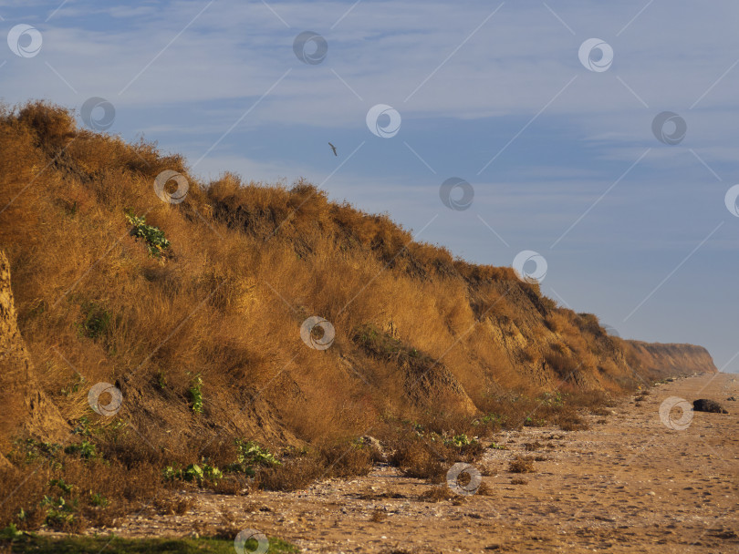 Скачать Глинистый берег моря, заросший сухой травой, у песчаной кромки воды фотосток Ozero