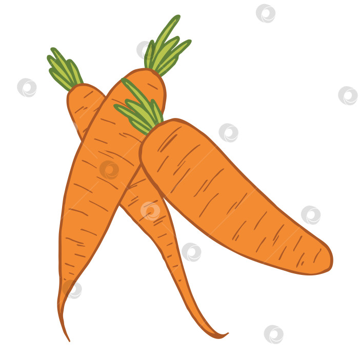 Скачать три морковки на белом фоне фотосток Ozero