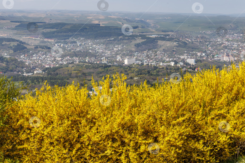 Скачать Желтые кусты и вид на Кисловодск с горы Малое Седло фотосток Ozero